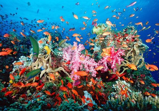    Discover Egypt's Enchanting Underwater Wonders! 